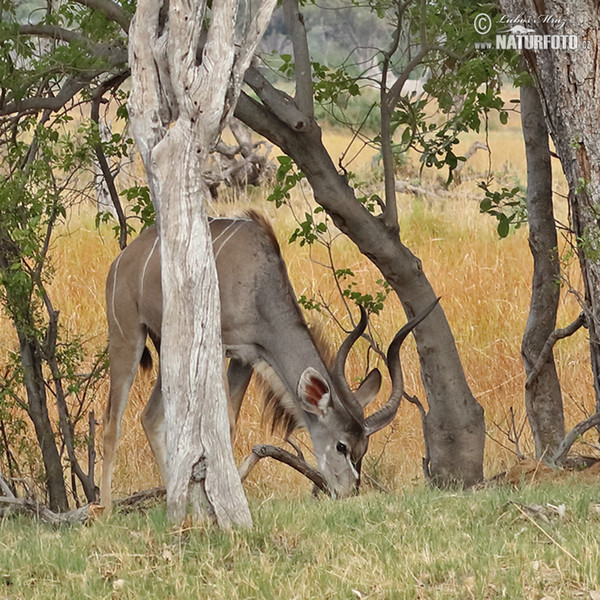 Grosser Kudu (Tragelaphus strepsiceros)