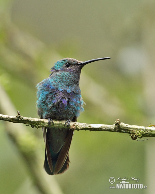 Grosser Veichenohrkolibri (Colibri coruscans)