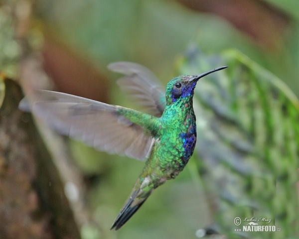 Grosser Veichenohrkolibri (Colibri coruscans)