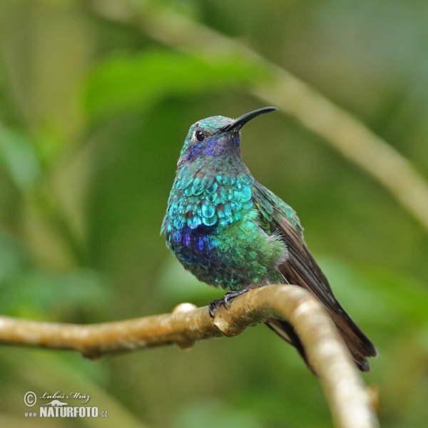 Grosser Veichenohrkolibri (Colibri coruscans)