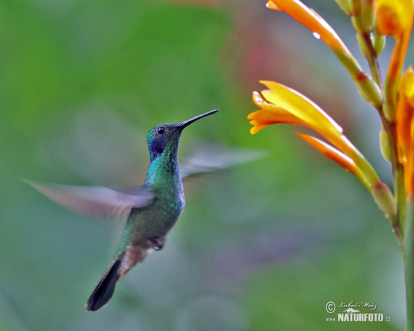 Grosser Veichenohrkolibri (Colibri coruscans)