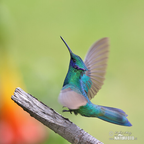 Grosser Veichenohrkolibri (Colibri coruscans)