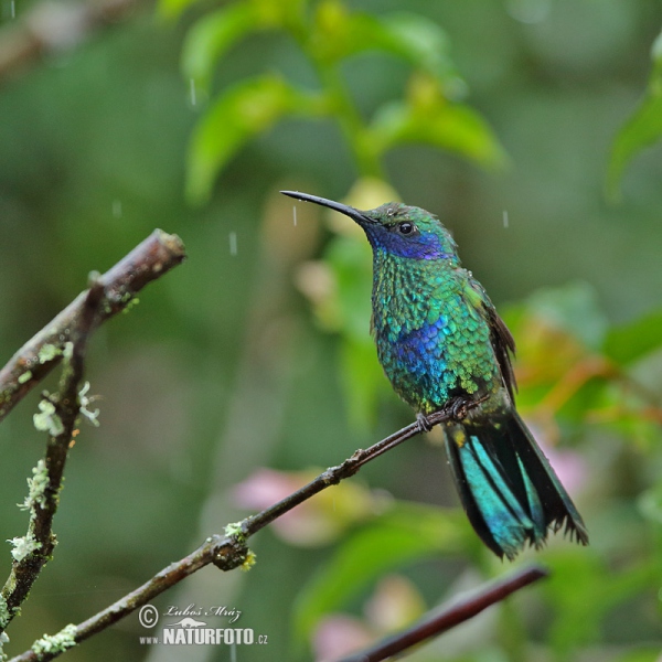 Grosser Veichenohrkolibri (Colibri coruscans)