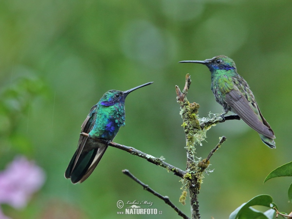 Grosser Veichenohrkolibri (Colibri coruscans)