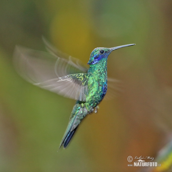 Grosser Veichenohrkolibri (Colibri coruscans)