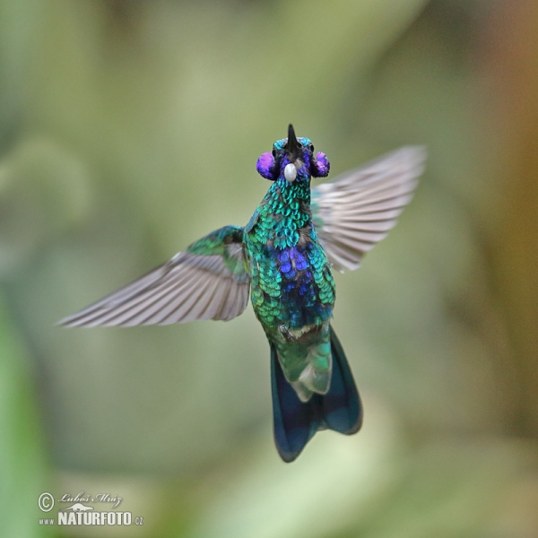 Grosser Veichenohrkolibri (Colibri coruscans)