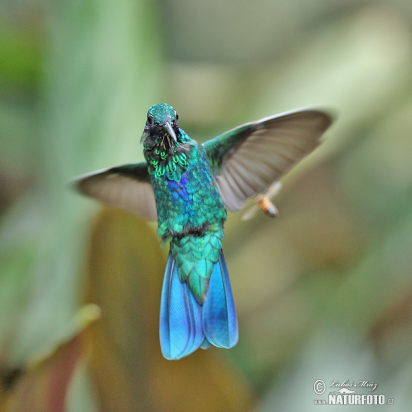 Grosser Veichenohrkolibri (Colibri coruscans)