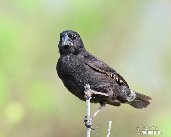 Großschnabel-Grundfink (Geospiza magnirostris)