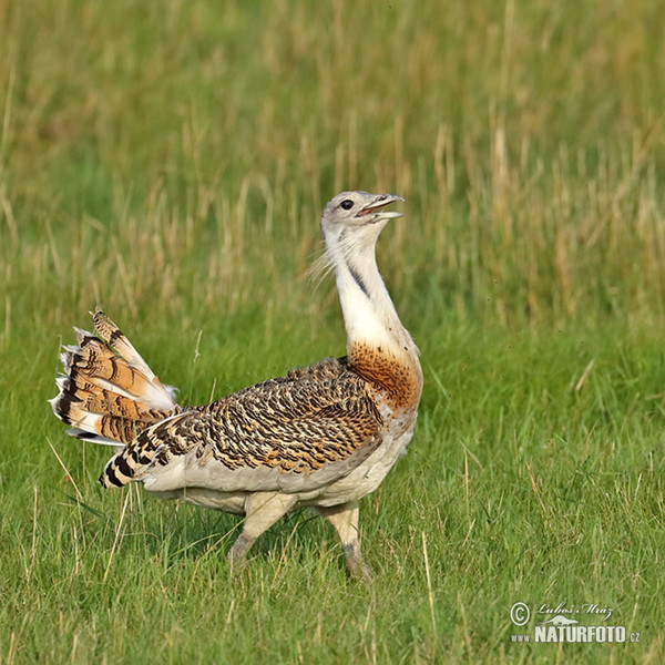 Grosstrappe (Otis tarda)