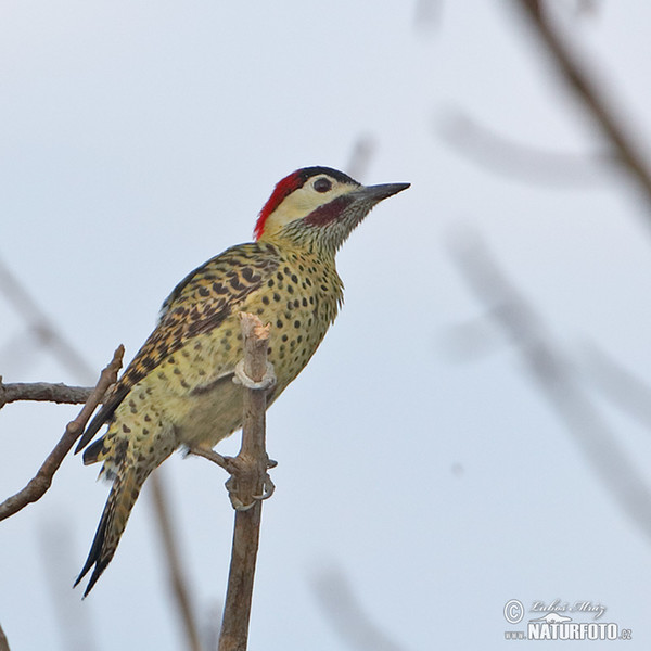 Grünbindenspecht (Colaptes melanochloros)