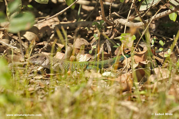 Grüne Ameive (Ameiva ameiva)