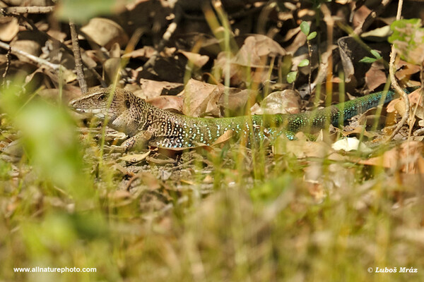Grüne Ameive (Ameiva ameiva)