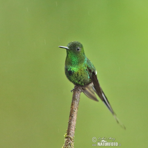 Grüne Fadeneife (Discosura conversii)