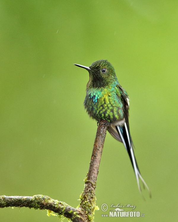 Grüne Fadeneife (Discosura conversii)