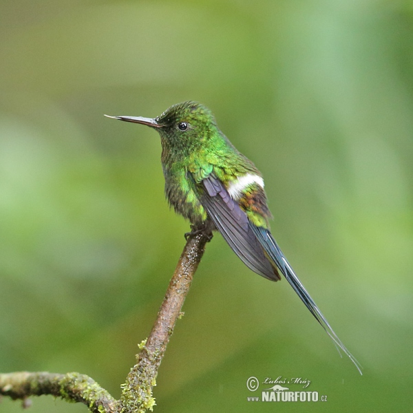 Grüne Fadeneife (Discosura conversii)