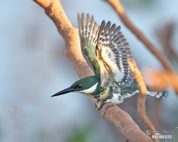 Grünfischer (Chloroceryle americana)