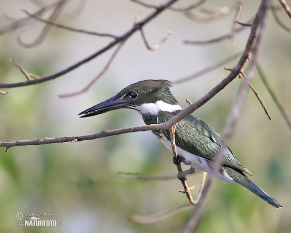 Grünfischer (Chloroceryle americana)