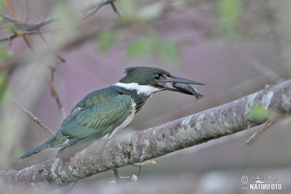 Grünfischer (Chloroceryle americana)