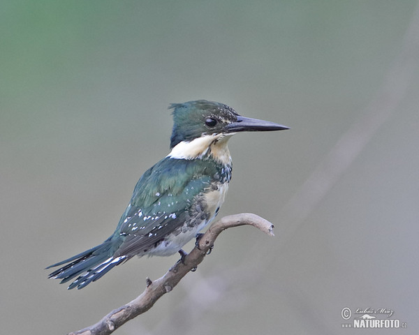 Grünfischer (Chloroceryle americana)