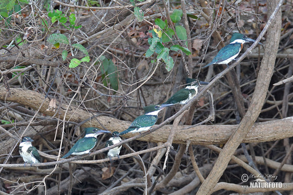 Grünfischer (Chloroceryle americana)