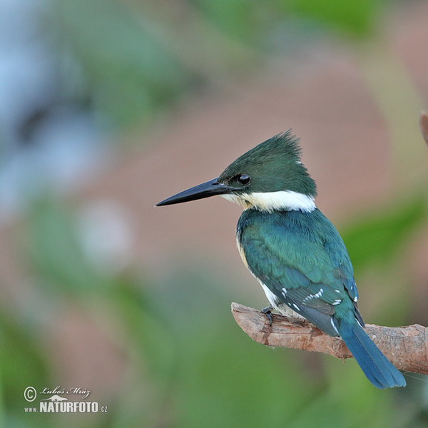 Grünfischer (Chloroceryle americana)