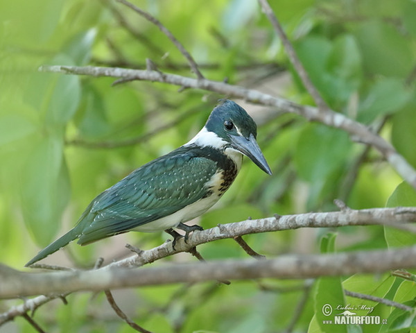 Grünfischer (Chloroceryle americana)