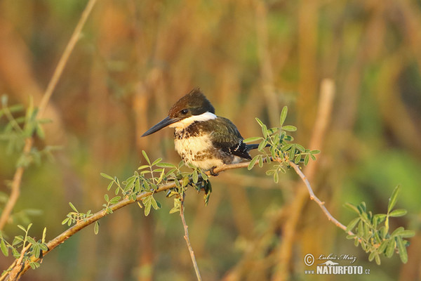 Grünfischer (Chloroceryle americana)