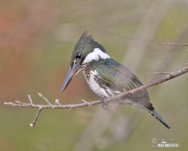 Grünfischer (Chloroceryle americana)