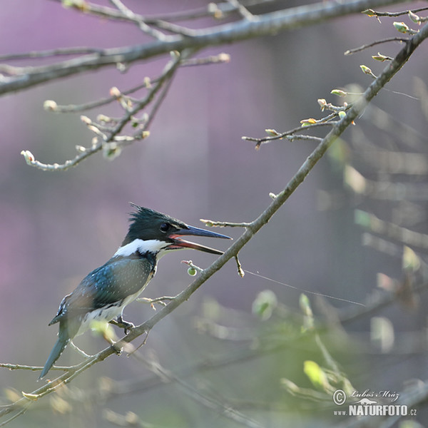 Grünfischer (Chloroceryle americana)