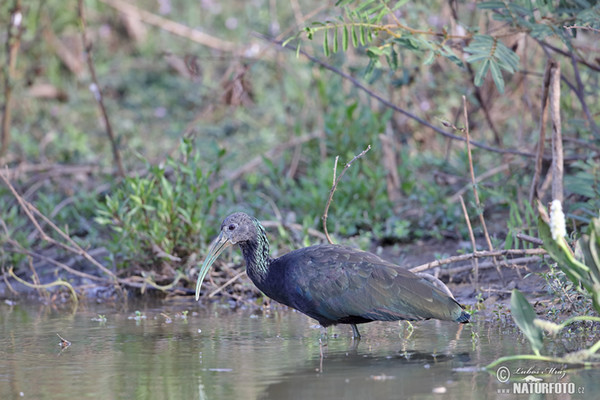 Grünibis (Mesembrinibis cayennensis)