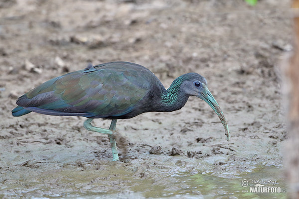 Grünibis (Mesembrinibis cayennensis)