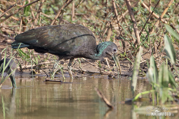 Grünibis (Mesembrinibis cayennensis)