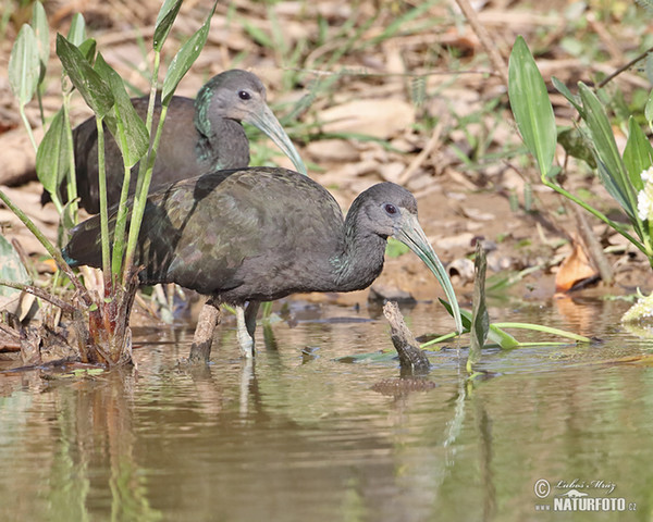 Grünibis (Mesembrinibis cayennensis)