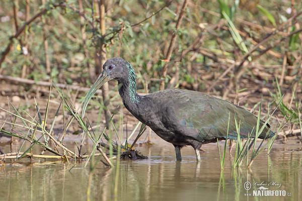 Grünibis (Mesembrinibis cayennensis)