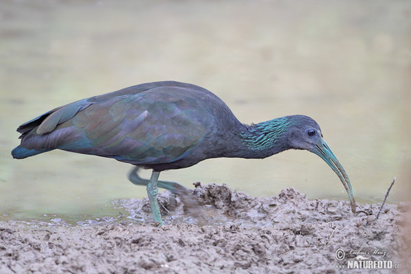 Grünibis (Mesembrinibis cayennensis)