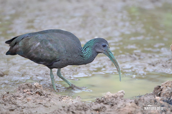 Grünibis (Mesembrinibis cayennensis)