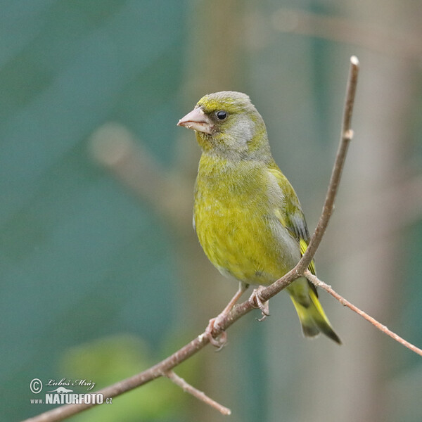 Grünling (Carduelis chloris)