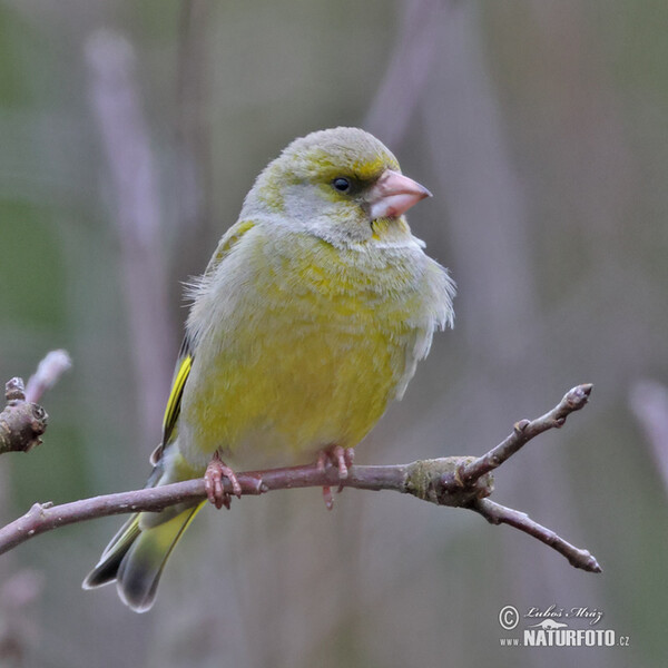 Grünling (Carduelis chloris)