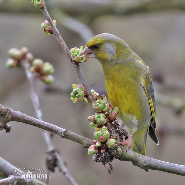 Grünling (Carduelis chloris)