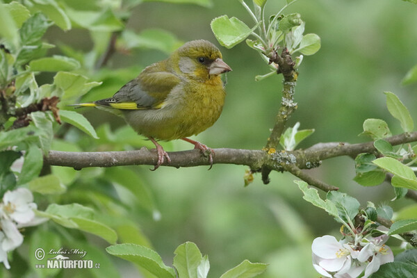 Grünling (Carduelis chloris)