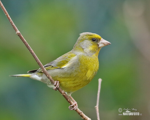 Grünling (Carduelis chloris)