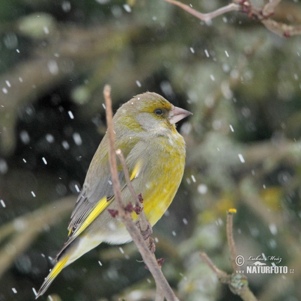 Grünling (Carduelis chloris)