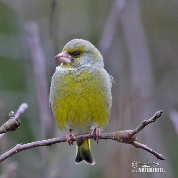 Grünling (Carduelis chloris)