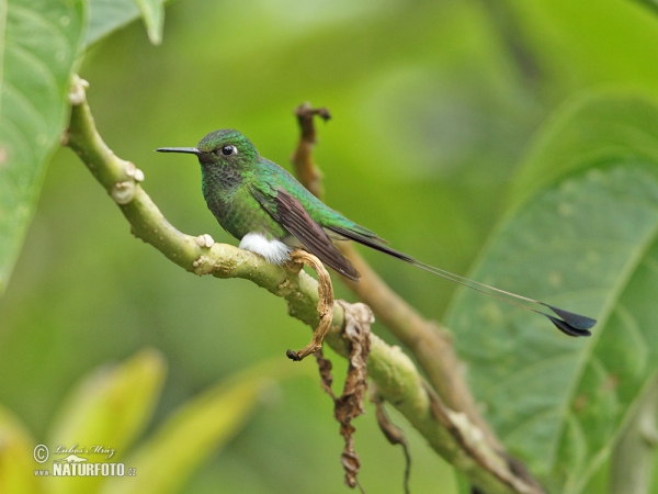 Grünscheitel-Flaggensylphe (Ocreatus underwoodii)