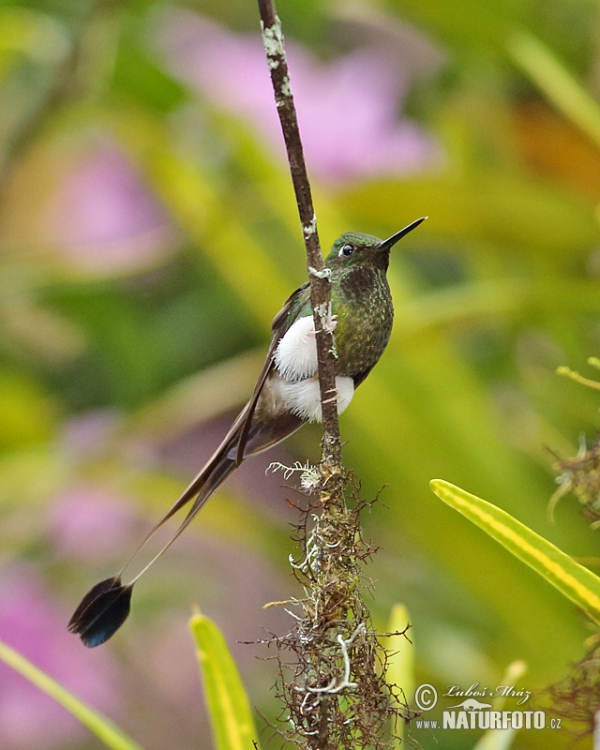 Grünscheitel-Flaggensylphe (Ocreatus underwoodii)