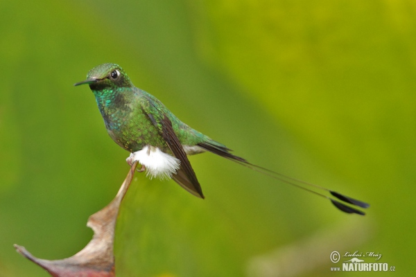 Grünscheitel-Flaggensylphe (Ocreatus underwoodii)