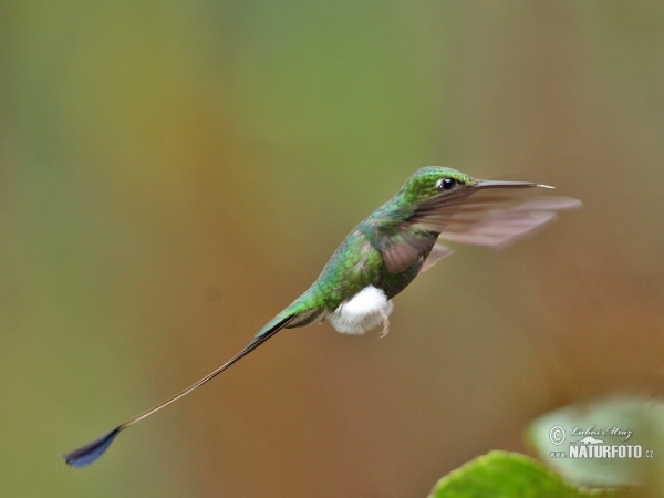 Grünscheitel-Flaggensylphe (Ocreatus underwoodii)