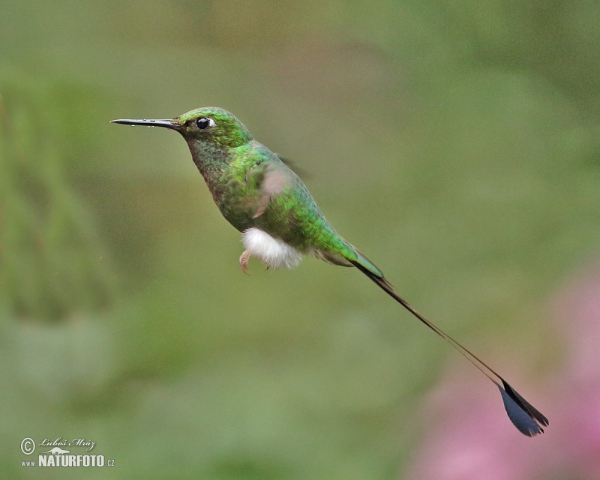 Grünscheitel-Flaggensylphe (Ocreatus underwoodii)