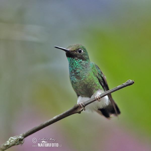 Grünscheitel-Flaggensylphe (Ocreatus underwoodii)