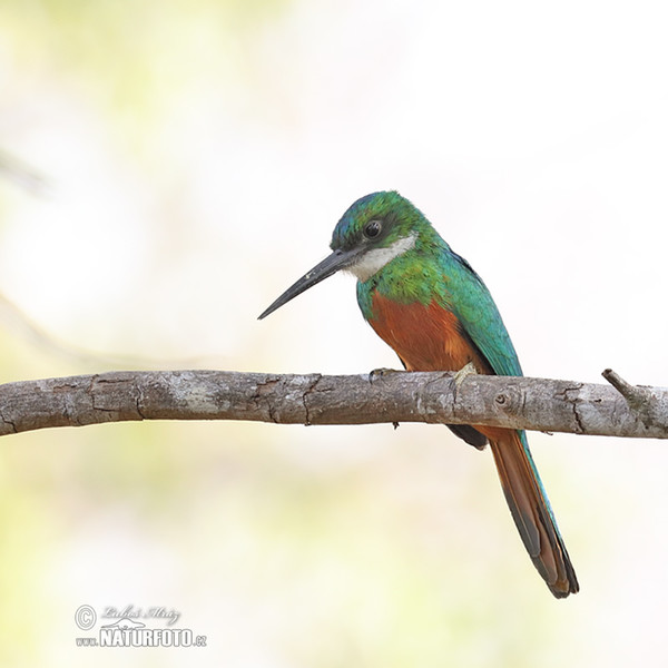 Grünschwanz-Glanzvogel (Galbula galbula)